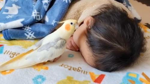 ちょっと外れた音で熱唱　オカメインコが歌う「となりのトトロ」が味わい深い