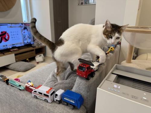 車をまたぐすきやきちゃん