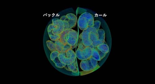 X線CTで比較
