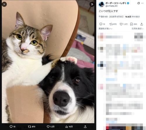 飼い主さんの投稿