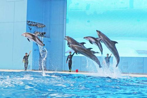 イルカや5万尾のイワシもサンバのリズムで躍動