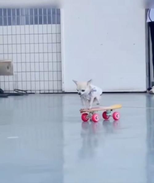 テクニカルにスケボーを乗りこなすパピコちゃん