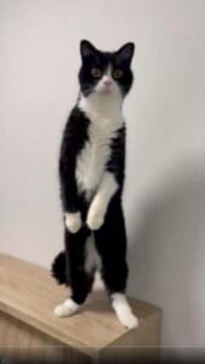 中に人入ってる？猫背の概念を覆す直立キャットにネット騒然