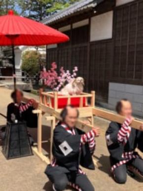 お犬様のおなぁ～りぃ～！　御輿に乗ってご機嫌なシーズー