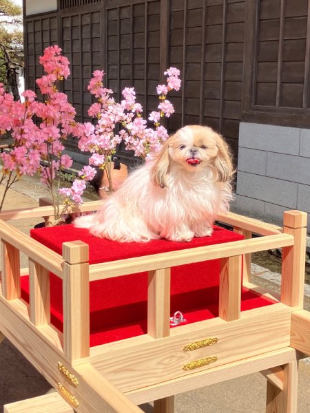 お犬様のおなぁ~りぃ~! 御輿に乗ってご機嫌なシーズー