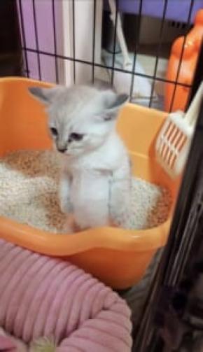 宮本武蔵？ウンチへたっぴ猫、力んだ末に辿り着いたスタイルが話題