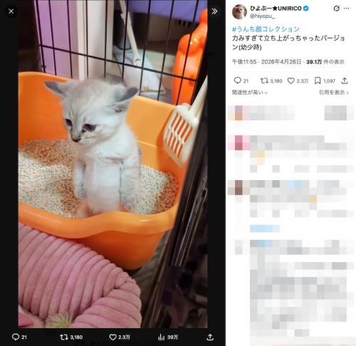 ひよぷーさんの投稿