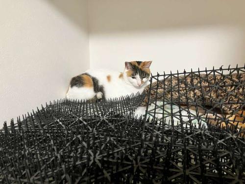 猫避けマット、完全敗北　トゲトゲの隙間でくつろぐ三毛猫に「人類は無力」