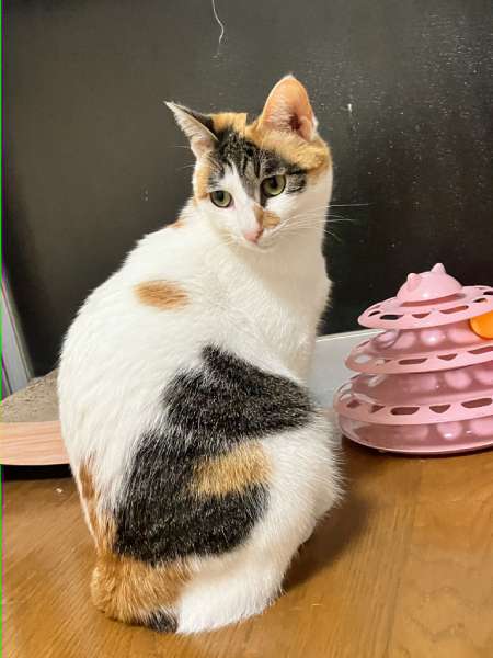 三毛猫のくるみちゃん