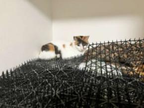 猫避けマット、完全敗北　トゲトゲの隙間でくつろぐ三毛猫に「人類は無力」