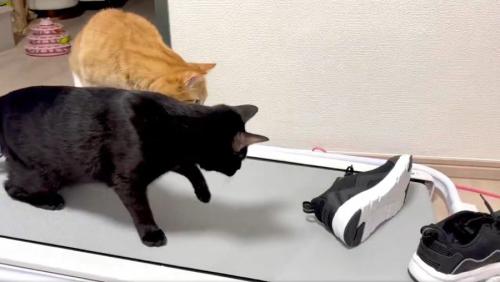 茶トラ猫の「小判」くんと黒猫の「誉」くん