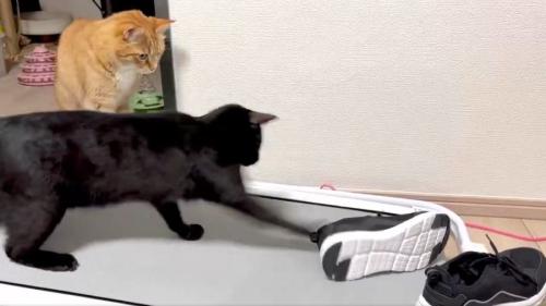 茶トラ猫の「小判」くんと黒猫の「誉」くん