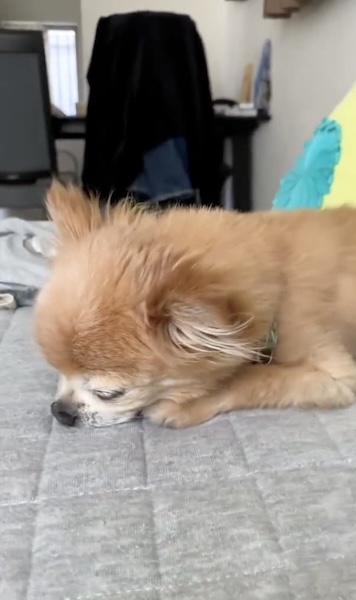 眠気に勝てなかったこたろうくん