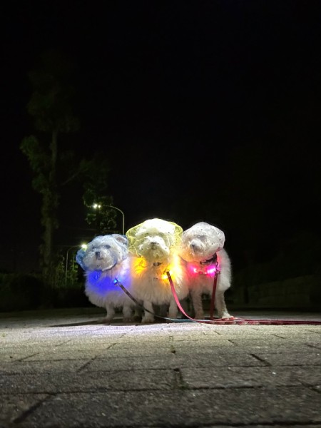まるアイドル?戦隊ヒーロー?夜道をピカピカ照らして歩く3匹のワンちゃん