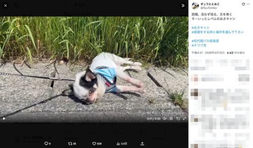 ギュウととみこさんの動画