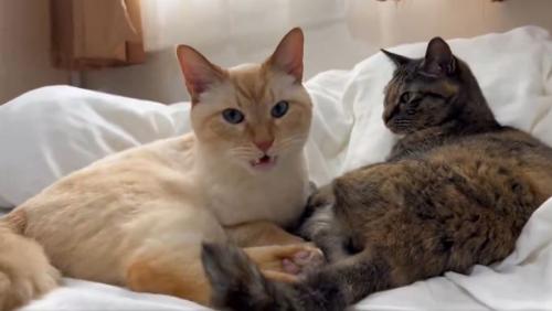 猫の「フレーメン反応」まさかのおかわり ぽかーん顔を連発する猫ちゃんに爆笑