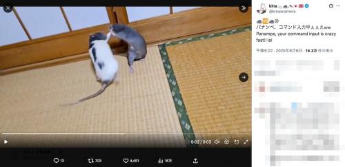 動画で見る2匹の格闘