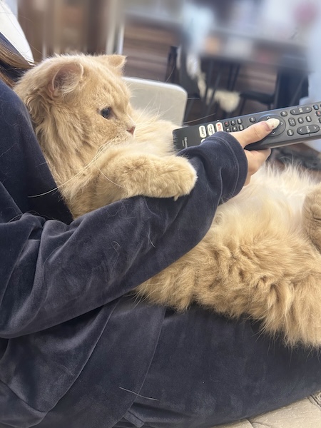 飼い主さんを“ソファ化”　テレビを見る猫ちゃんのくつろぎ姿がかわいすぎる
