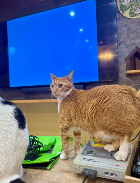 後ろ足で見事にリセットボタンを踏み抜いている愛猫「きりたんぽ」くん