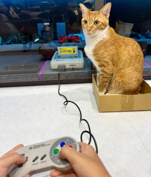 スーファミ「リセット猫」事件から2週間……“猫対策完璧ゲーム棚”が遂に完成