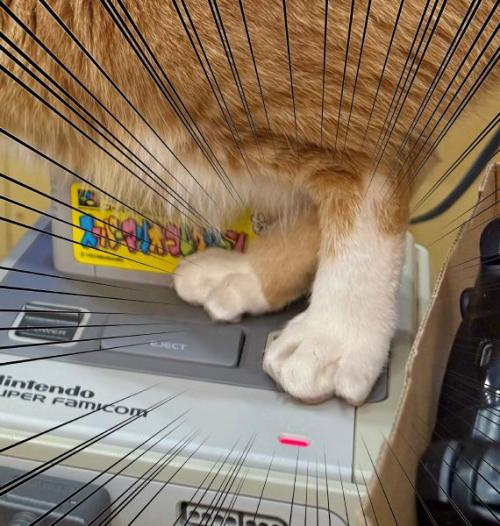 後ろ足で見事にリセットボタンを踏み抜いている愛猫「きりたんぽ」くん