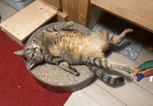 なんという無防備さ 寝返りを打った瞬間に“虚無”に突入したキジトラ猫