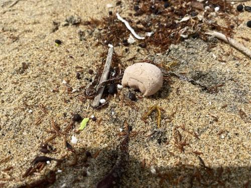 砂浜に落ちていたルパンの頭
