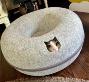 まるで救出ミッション？ベッドの小窓から顔を覗かせる猫の「特殊部隊ごっこ」が緊迫感たっぷり