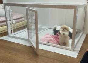 扉は開いてるのに……「閉じ込められた！」と助けを求めるペキニーズ