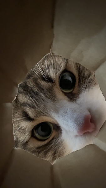 穴を覗き込む猫ちゃん