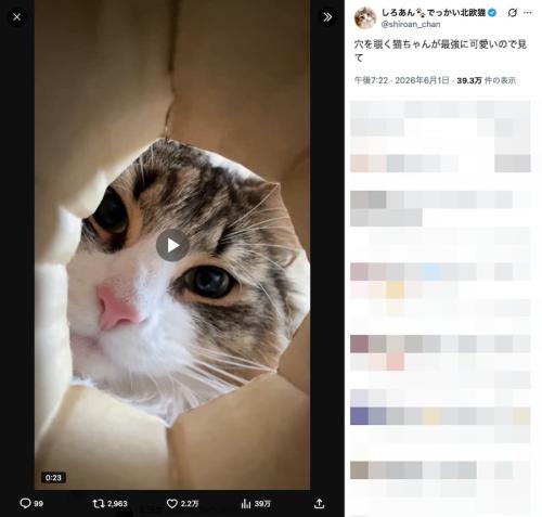 猫ちゃんにちょっかいかけられてるような気分