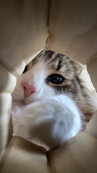 猫が集まる穴に落ちた気分？　のぞき込む姿が可愛すぎる動画に反響