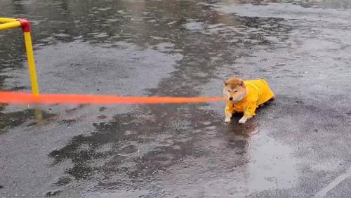 大雨の中動こうとしないわらびちゃん