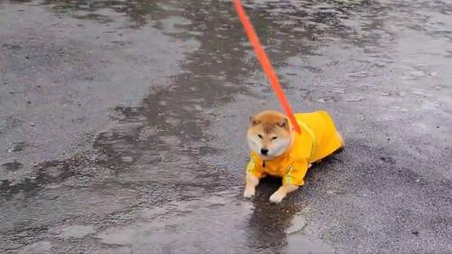 大雨の中で「それだけは止めてくれ」　頑なにその場を動かない豆柴の“拒否犬”っぷりにクスッ