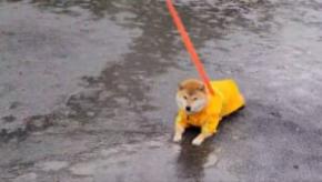 大雨の中で「それだけは止めてくれ」　頑なにその場を動かない豆柴の“拒否犬”っぷりにクスッ