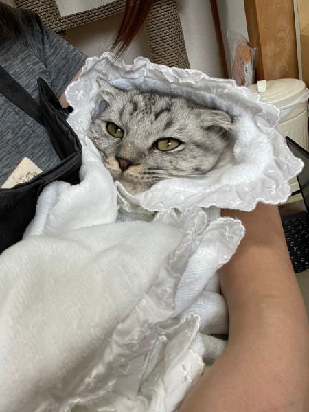 まるで人間の赤ちゃん　おくるみに包まれてウットリする甘えん坊猫さん