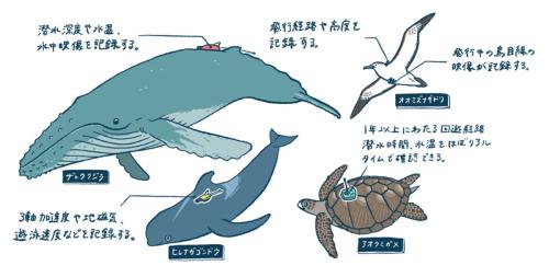 バイオロギングの説明図／イラスト：きのしたちひろ