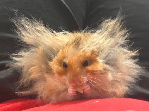 もはや後光 爆発ヘアのハムスターが神々しすぎる