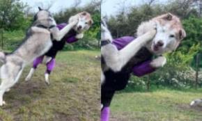 まるで格闘ゲームの一コマ!?カウンターパンチで見事に吹っ飛ぶワンちゃん
