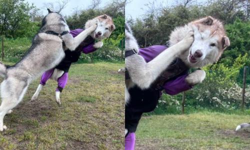 まるで格闘ゲームの一コマ！？カウンターパンチで見事に吹っ飛ぶワンちゃん