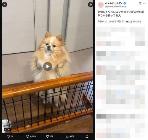 飼い主さんの投稿
