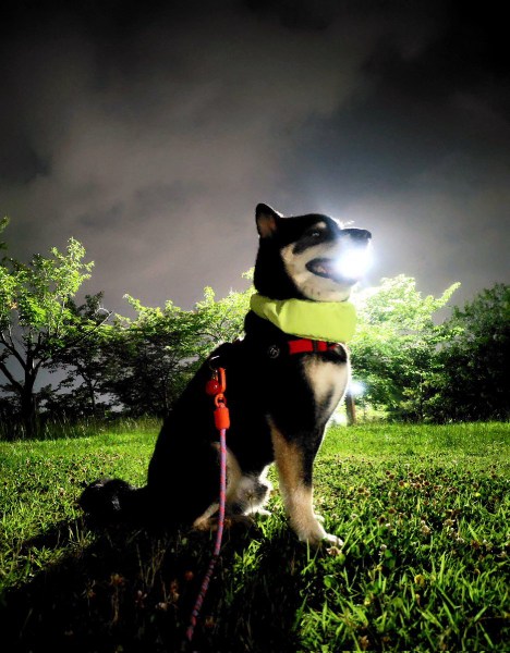 まるでポケモン!?夜のお散歩中に大技「はかいこうせん」を放つ黒柴