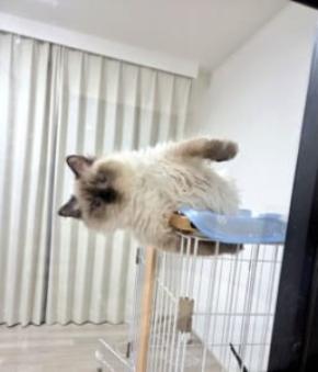 どうしてこうなった? ケージから豪快にはみ出す猫の寝姿に「重力無視!」