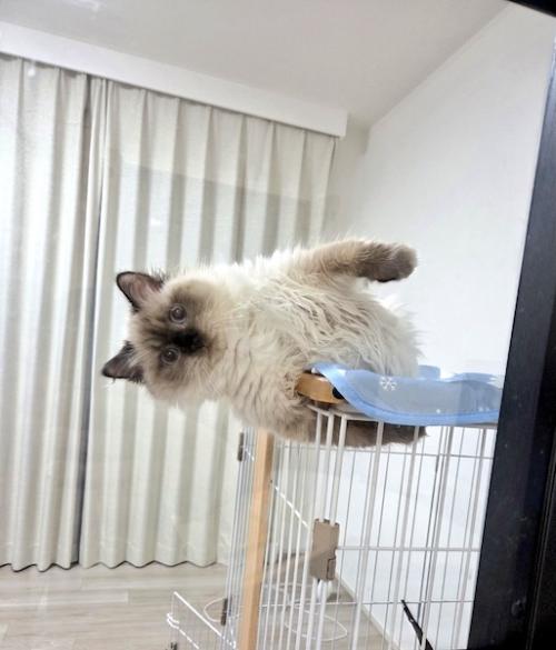 どうしてこうなった？　ケージから豪快にはみ出す猫の寝姿に「重力無視！」