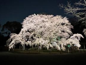 【全国】ライトアップやクルーズも!桜を楽しむイベント4選