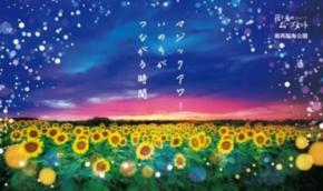 葛西臨海公園で「花と光のムーブメント」開催 ひまわり畑とマジックアワーの光の演出