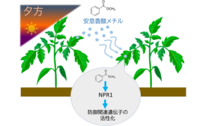 植物の防御反応を活性化する新たな香り成分「安息香酸メチル」を特定