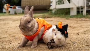 のじま動物園で秋のイベント『どうぶつえんまつり』開催