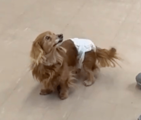 シニア犬の聴力低下をサポートする骨伝導首輪「Vibone nezu pet for dogs」開発