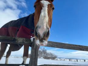 引退競走馬「ターボさん」の日常写真を販売開始